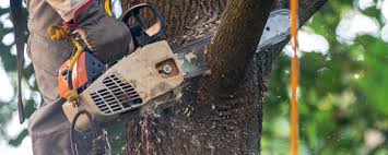 Best Fruit Tree Pruning  in Simpsonville, KY