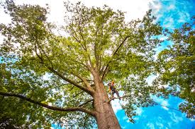 Best Storm Damage Tree Cleanup  in Simpsonville, KY